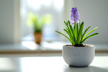 Ceramic pot with blooming purple hyacinth on the table against the window.