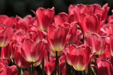 pink tulips