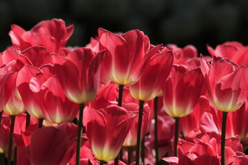 pink tulips in the garden