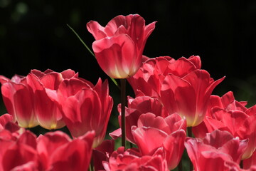 pink tulips in the garden
