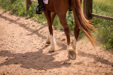 equestrian competition, close-up, rider's leg on a running horse, copy space

