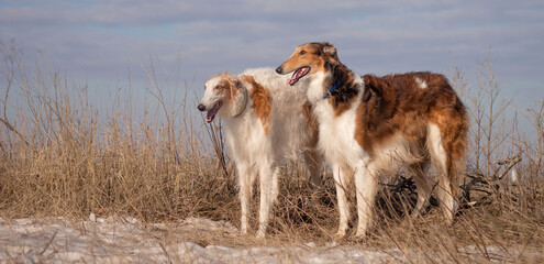 Two dogs of the Russian greyhound breed stand on a winter field. Winter recreation, hunting.

