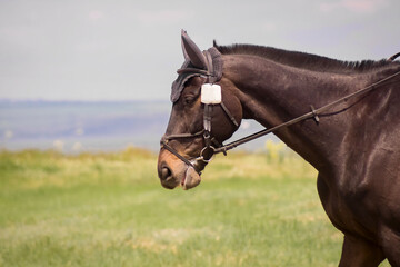 Head of a brown horse in profile, bridle, close-up, equestrian competition. Background, copy space.