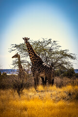 Giraffe in Namibia