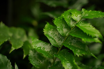 Rain Drops on Leaves Dark Forest Plants, Tropical, Beautiful Natural and Fresh Nature Photo