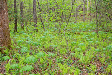 Forest first plants in spring