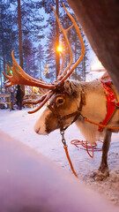 reindeer in the snow in the evening ready for the sleds © SandraSevJarocka