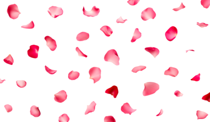 Falling of rose petals on a transparent background.