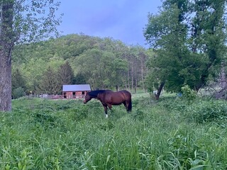horse in a field