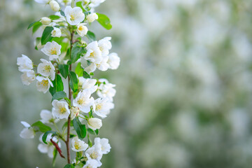 a vertical branch of an apple tree in white flowers on a blurred background