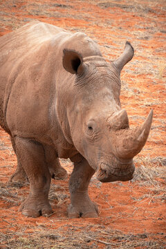 Black rhinoceros (Diceros bicornis) in the red sands of the Kalahari Desert, Namibia, Africa