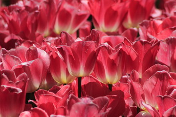 pink tulips