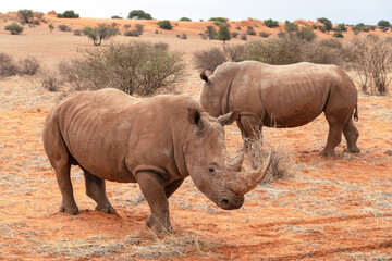 Black rhinoceros (Diceros bicornis) in the red sands of the Kalahari Desert, Namibia, Africa