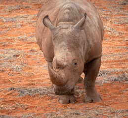 Fototapeta premium Black rhinoceros (Diceros bicornis) in the red sands of the Kalahari Desert, Namibia, Africa