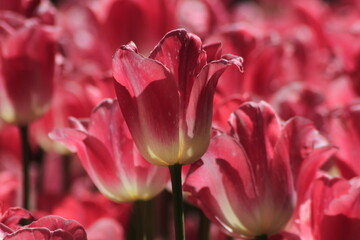 pink tulip close up