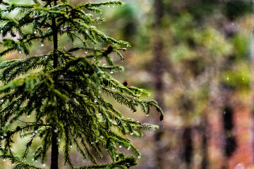 Wet Pine Trees Stand Strong In a Forest