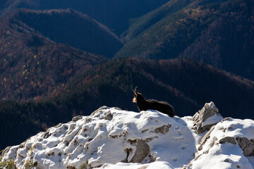 Beautiful chamois sitting quietly on a cliff above the forest