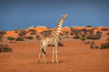 South African giraffe (Giraffa camelopardalis) in the red sands of the Kalahari Desert, Namibia, Africa