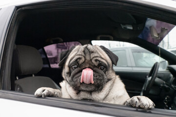 Dog. Pug. Smiling purebred dog in the car. Pets