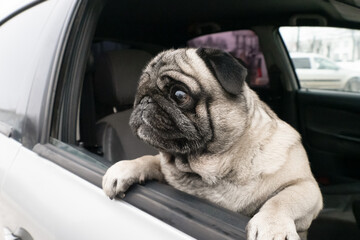 Dog. Pug. Smiling purebred dog in the car. Portrait. Positive emotions