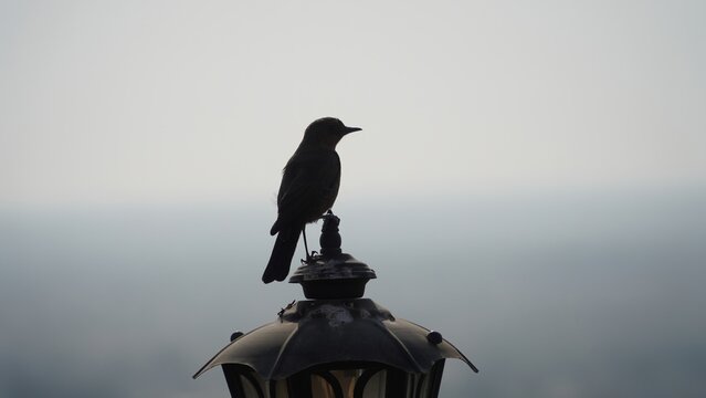 a crow sitting on top of street light