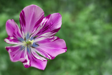 Fototapeta premium Spring holiday concept. Tulip purple flower blooming. Beautiful pink blooming tulip on green natural background. Floral background. Petals tulips. Red or pink Tulip in the garden. Spring season