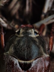 large black-brown head of a cockchafer in white hairs on a spring day close-up