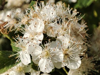 white meadowsweet flowers with pistils and stamens close-up on a branch on a sunny summer day
