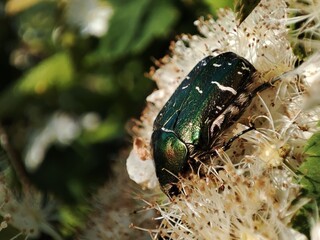 a bright green shiny beetle sits on white meadowsweet flowers on a sunny summer day against a blurred background of green grass