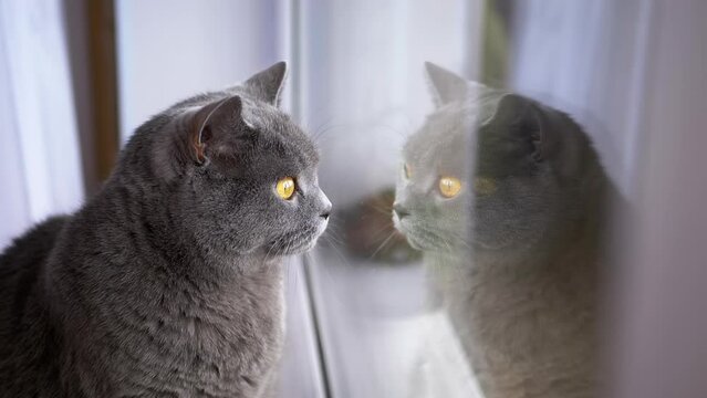 Tired Gray British Domestic Cat Sits on the Windowsill, Reflected in the Window. Close up. A bored purebred big fluffy cat with big eyes looks out the window glass. Lifestyle. Animal behavior. Pets.