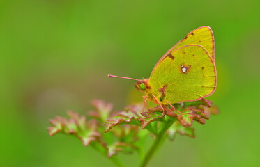 Colias croceus 1001