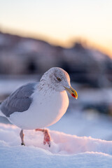 Seagull enjoying the  the winter sunset time in oslo norway