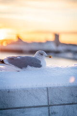 Seagull enjoying the  the winter sunset time in oslo norway