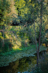 park in mexico city in coyoacan 