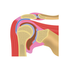 Human anatomy. Cross section of the shoulder joint. Mesh rendering. Medical poster. Vector illustration