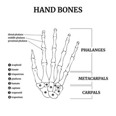 Anatomy of the bones of the human hand with a description. Minimal sketch with black lines. Medical poster. Vector illustration.