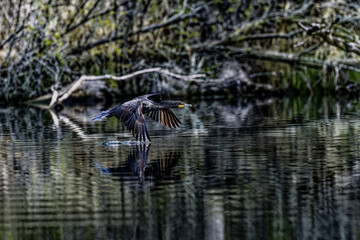 The Double-crested Cormorant (Phalacrocorax auritus ) in flight