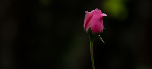 Uma bela e singela flor chamada rosa. A beleza da natureza. Bela flor. Bela rosa.