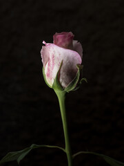 Uma bela e singela flor chamada rosa. A beleza da natureza. Bela flor. Bela rosa.