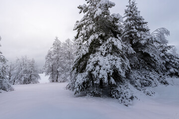 Pine trees covered with snow, winter cloudy day after snowfall.