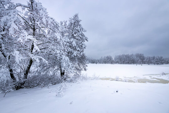 Snow-covered trees near a frozen river, winter landscape