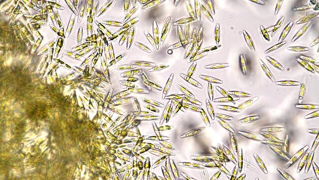 Swarm of navicula diatoms swimming dynamically sampled in Japan. Microscopy footage 400x magnification time lapse.
