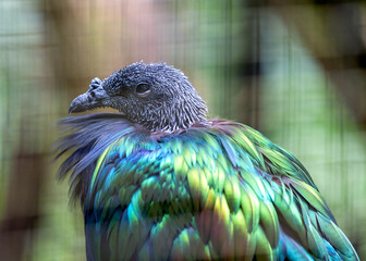 Nicobar Pigeon (Caloenas nicobarica) in the Nicobar Islands