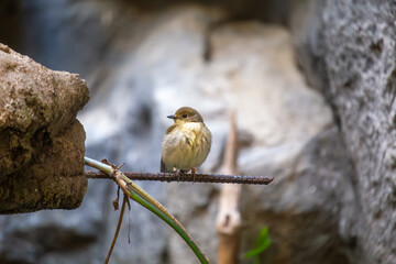 Narcissus Flycatcher (Ficedula narcissina) in Japan
