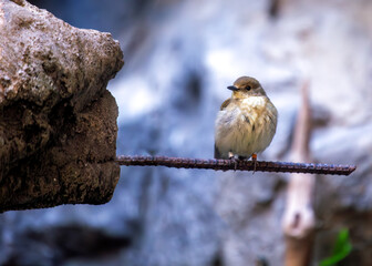 Narcissus Flycatcher (Ficedula narcissina) in Japan
