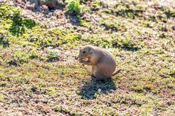 Black-tailed Prairie Dog (Cynomys ludovicianus) in the USA