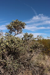 Jojoba, Simmondsia Chinensis, a native perennial dioecious shrub, with age develops a higher canopy and shade pruned lower branches, late Autumn in the Eagle Mountains, Northwest Sonoran Desert.