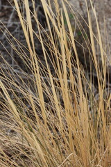 Desert Needle Grass, Stipa Speciosa, a native monoclinous perennial herb, withers in dormancy during cooler months until favorable conditions return, Autumn in the Little San Bernardino Mountains.