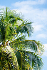 Fototapeta na wymiar Palm tree tropical close up travel Costa Rica