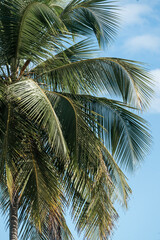 Fototapeta premium Palm tree tropical close up travel Costa Rica